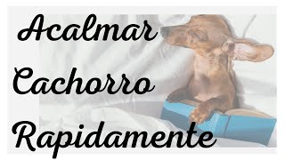  Msica Para ACALMAR Cachorro RAPIDAMENTE -  Musica Relaxante com Sons da Natureza