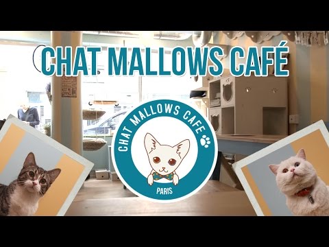 Un bar à chats dans Paris ! - Chat Mallows Café | Pause Découverte
