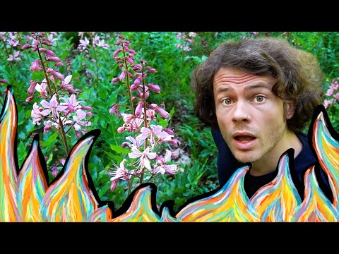 Diptam: Diese Pflanze kann sich selbst entzünden - Der brennende Busch