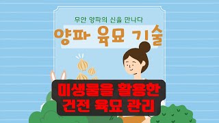 양파 육묘 이리 쉬울 줄... 알았으면 진작에 쓸 껄