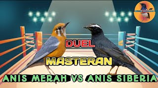 Download lagu Duel Masteran Anis Merah vs Anis Siberia mp3