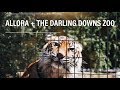 WE FOUND A ZOO! | Allora Sunflower Fields + The Darling Downs Zoo 2019