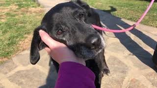 LaMancha Animal Rescue- Meet Lady