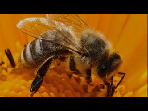 How honey bee collect nectar from flowers a beautiful video #meditation to eyes #relaxing sound