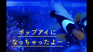 ポップ アイ 金魚 Watch Hd Mp4 Videos Download Free