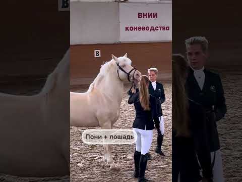 , title : 'Эстонский клеппер #лошади'