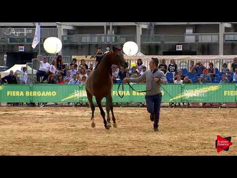 N.47 VIVALDI REGALIS - Bergamo 2018 - 3 Years Old Colts (Class 6)