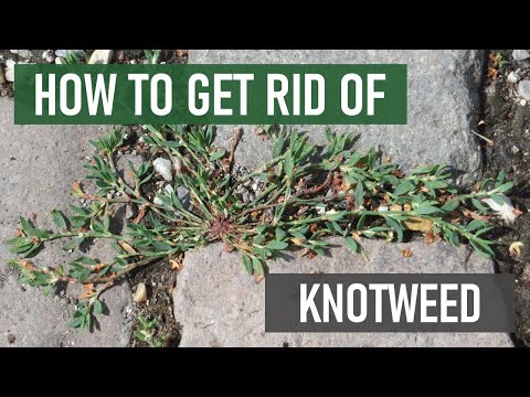 How to Get Rid of Knotweed (4 Easy Steps)