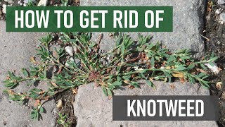 How to Get Rid of Knotweed (4 Easy Steps)