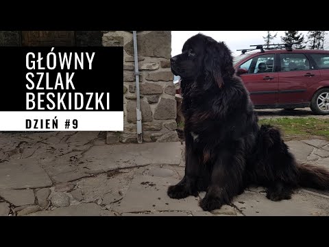 Główny Szlak Beskidzki - GSB #9: Krościenko n. Dunajcem - Rytro