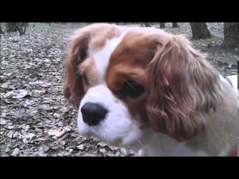 Pimpuś i Pysia - spacer