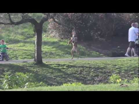 alpha dog in Sefton park