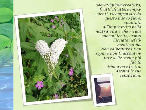 Pensieri Furtivi e frammenti di vita  Tony Mattarella