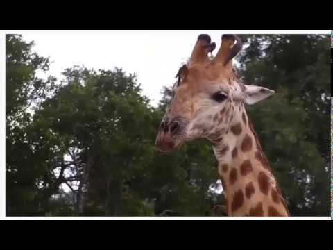 Male Giraffe at Djuma Dam Cam