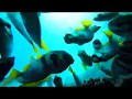 The Underwater World Of Thailand