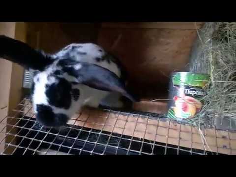 Утреннее кормление кроликов,немного о кокцидиозе.