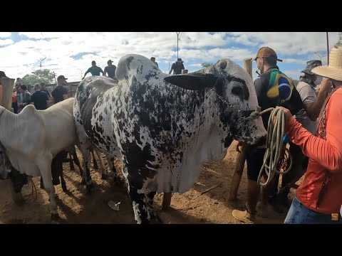 Feira do Gado em Tabira Pernambuco 10/12/2025