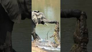 Download lagu BUAYA SALAH PILIH MANGSA  #tentanghewan #animalshorts #informasihewan mp3