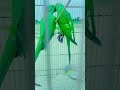 Indian Ring Nick Parrot Parrots Viral