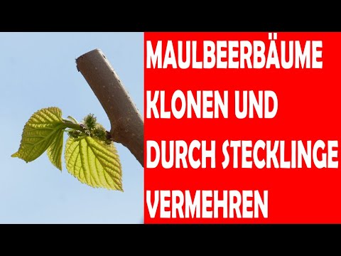 Cloning and thus propagating mulberry trees using mulberry tree cuttings