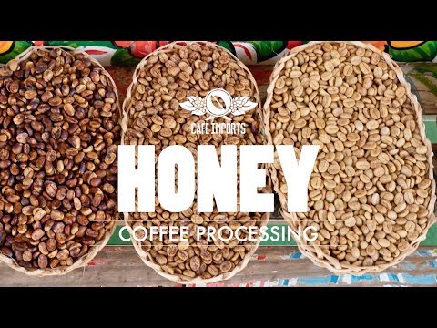 download lagu mp3 mp4 Honey Process Coffee, download lagu Honey Process Coffee gratis, unduh video klip Honey Process Coffee