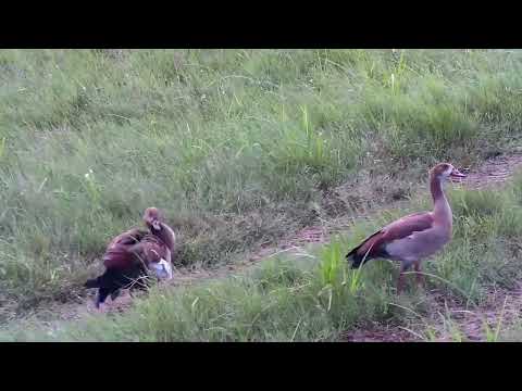 Djuma: Egyptian Geese - 07:40 - 03/12/2023