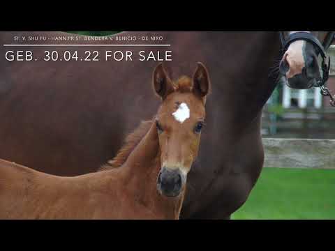 Stutfohlen von Shu Fu und Hann.Pr.St. Bendera von Benicio - De Niro   for sale 0171 1223119