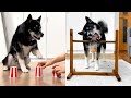 The Smartest Husky Monty 5 Handmade Logical Toys For Dogs