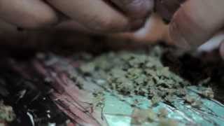 Awkward J I'm a Stoner (remix)