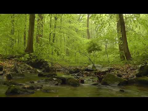 15 Minutes Forest Sounds of Relaxation-Mindfulness-Meditation