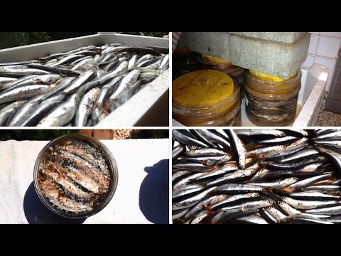 Acciughe Sotto Sale Fatte in Casa
