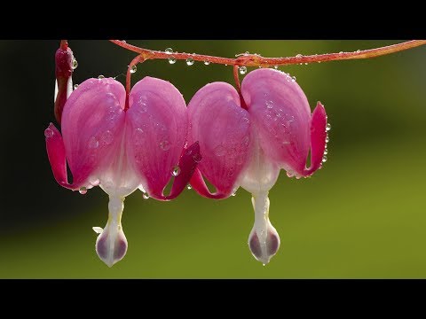 Yiruma (이루마) - 27 May [HD]
