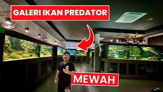JADI BEGINI KONDISI GALERI IKAN PREDATOR MEWAH DI INDONESIA BESERTA KOLEKSI IKANNYA