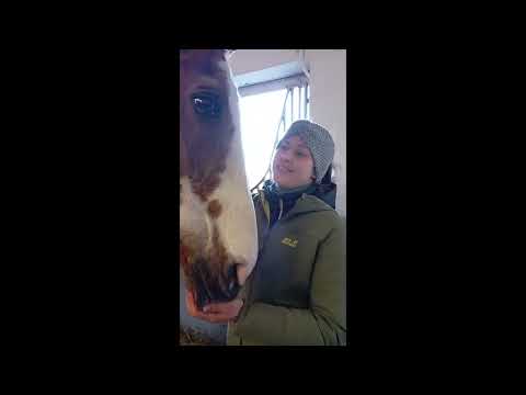 Besuch bei Ogano Sitte - Hengststation Voelz 2025