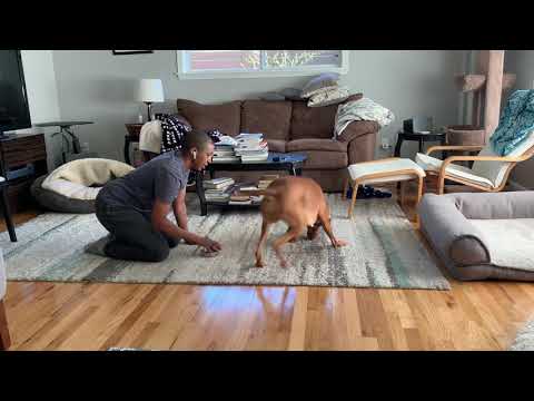 Absolute Dogs Sexier Than a Squirrel 25 Day Challenge