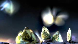 Cara - Fiorella Mannoia