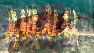 Saragossa Band - Goodbye Hawaii***