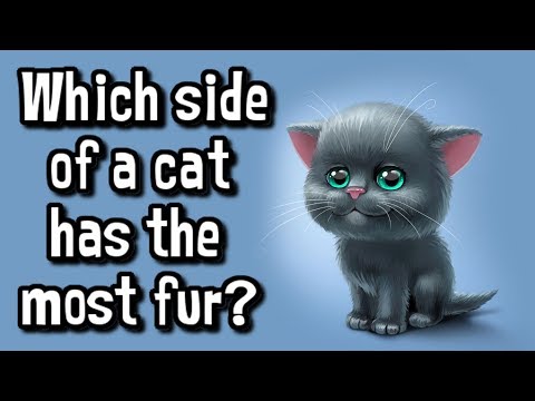 YouTube video about: What side of cat has the most fur?
