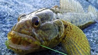Поо рыбалка в одессе морская