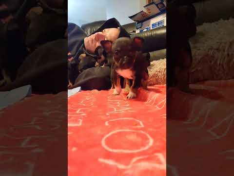 Cute puppy Sashimi! #fosterlife #dog #puppy #foster