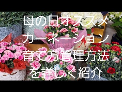 園芸 中国のカーネーション