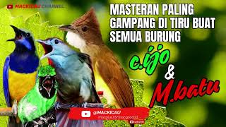 Download lagu VIDEO – MASTERAN BURUNG PREMIUM SUARA KASAR Nada Mahal • Satu Satunya yang Terbaik mp3 Download lagu VIDEO – MASTERAN BURUNG PREMIUM SUARA KASAR Nada Mahal • Satu Satunya yang Terbaik mp3