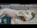 Bull Pei, Puppies, For, Sale, In, Anchorage, Alaska ...