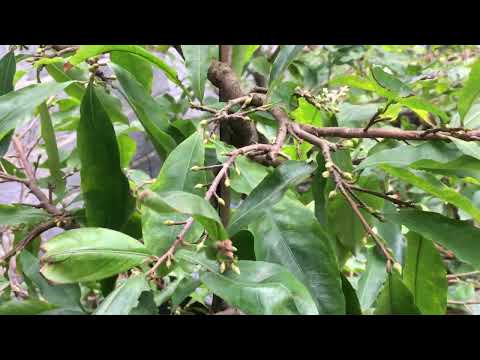 Nụ mai vàng miền Bắc ngày 10-11 al -2022