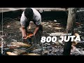 Daging Budidaya Ikan Koi Modal 6 Juta Untung 800 Juta Dalam 10 Bulan