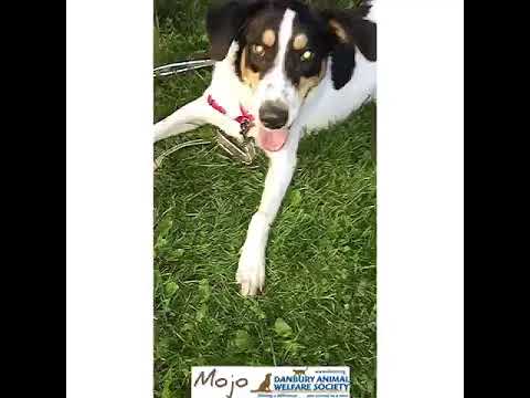 Mojo, an adopted Collie Mix in Danbury, CT_image-1