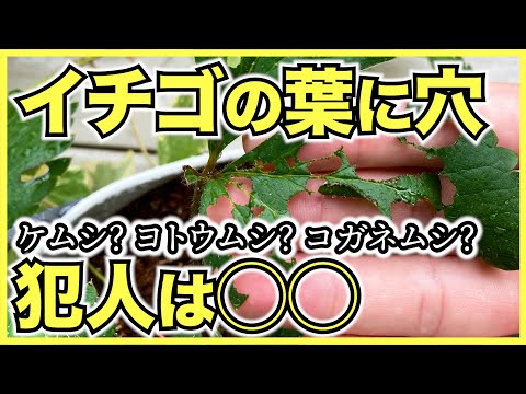 イチゴ:病気と害虫の概要 植物