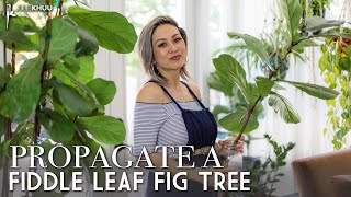 KNOW YOUR ROOTS | How to Propagate a Fiddle Leaf Fig Tree