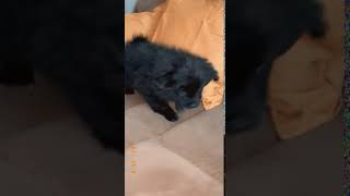 German Spitz (Mittel) Puppies Videos