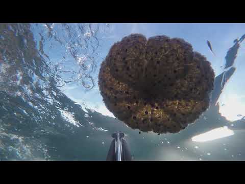 FIESA under water 4K - Snicel 69